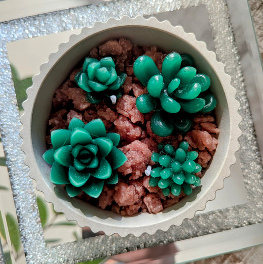 Handgefertigte Betonschale mit Sukkulenten-Kerzen – Ein Hauch von Natur und Gemütlichkeit